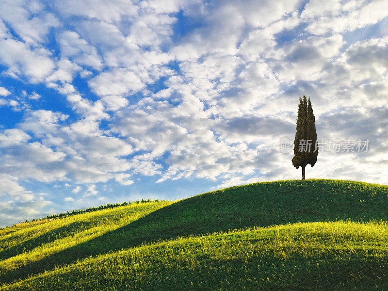 Lonely Cypress Tree on a green hill In Tuscany